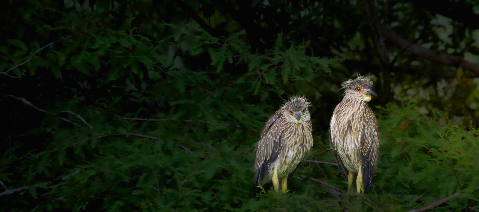 Two birds perched among dark green foliage